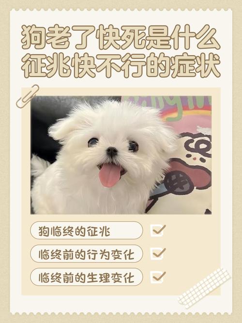 狗狗寿命一览表,狗狗临死前的15个征兆