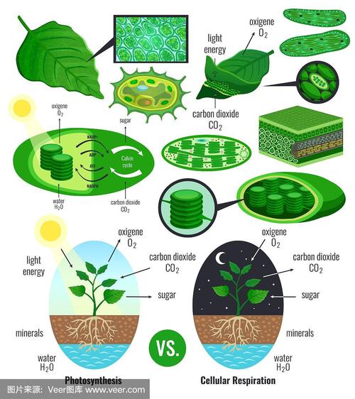 photo,photosynthesis